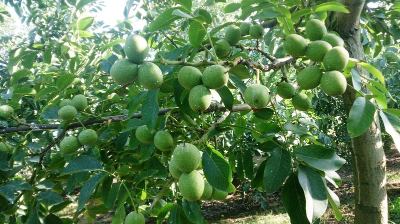 Thực hư câu chuyện cây óc chó chữa hở van tim 1