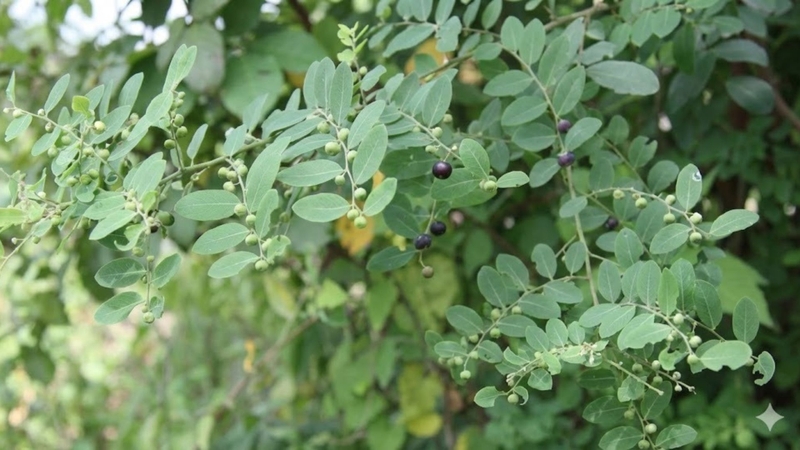 Cây phèn đen có quả chín màu đen tím