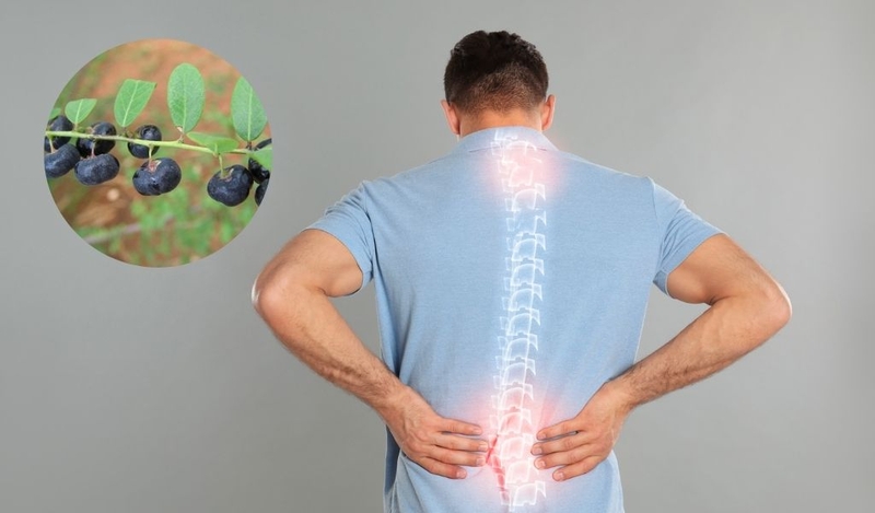 Cây phèn đen trị gai cột sống được không? 1