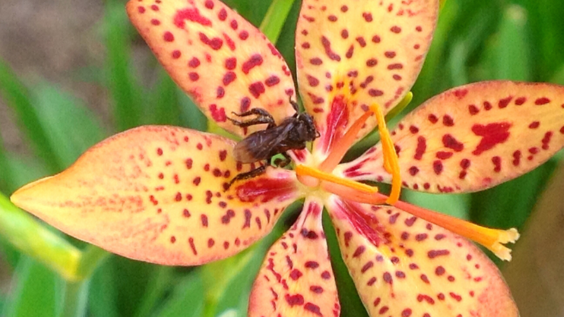 Hiểu rõ cây rẻ quạt có tác dụng gì giúp bạn sử dụng loại thảo dược này đúng cách