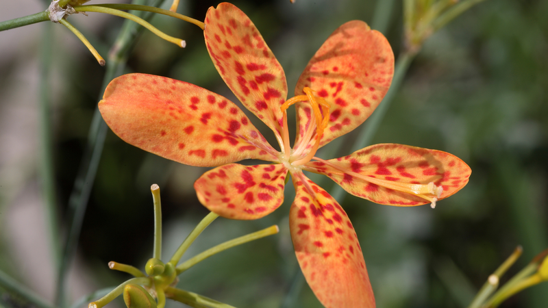 Tuy có nhiều lợi ích tiềm năng, cây rẻ quạt vẫn chỉ đóng vai trò hỗ trợ và không thay thế điều trị y khoa