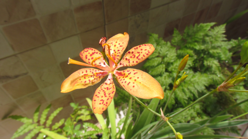 y rẻ quạt, còn gọi là xạ can, là cây thuốc thuộc dạng cây thảo sống lâu năm