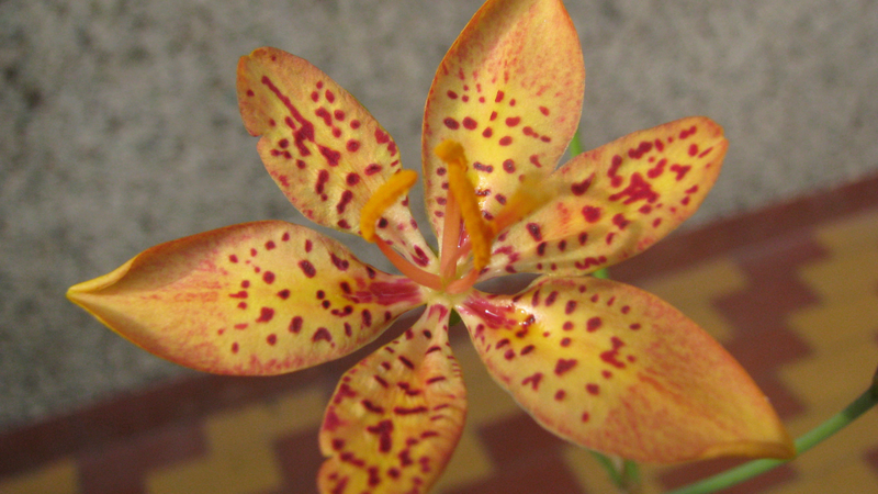 Việc sử dụng hợp lý sẽ giúp phát huy hiệu quả mà vẫn đảm bảo an toàn cho sức khỏe