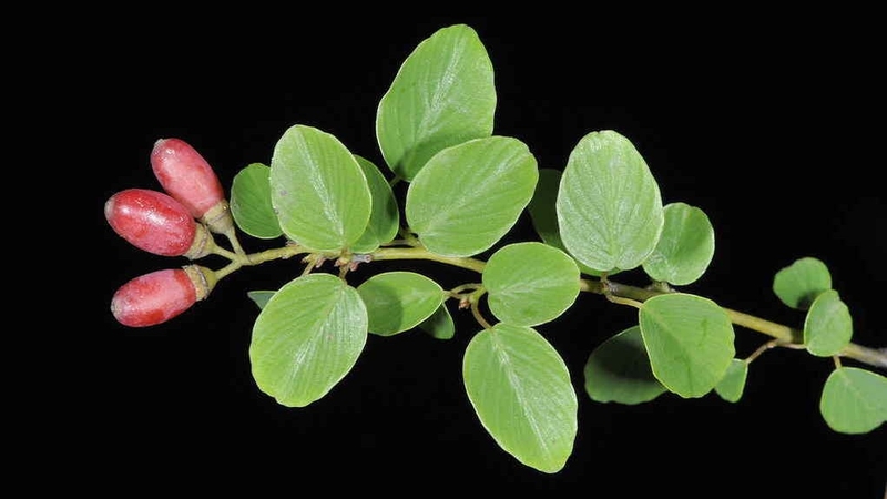 Cây rung rúc có tên khoa học là Berchemia lineata L