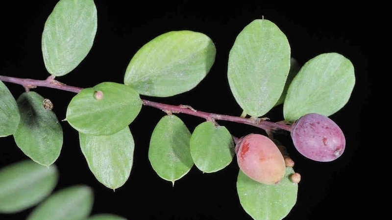 Trong Đông y, cây rung rúc được sử dụng để điều trị nhiều bệnh lý