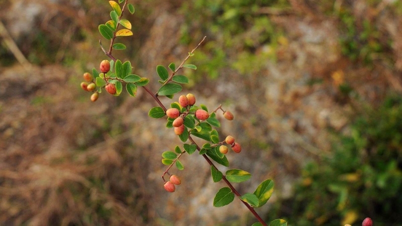 Cây rung rúc có thể ngâm rượu để uống