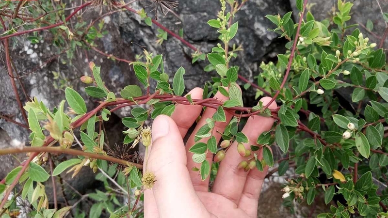 Một vài nghiên cứu chỉ ra tác dụng của cây rung rúc trong điều trị ung thư