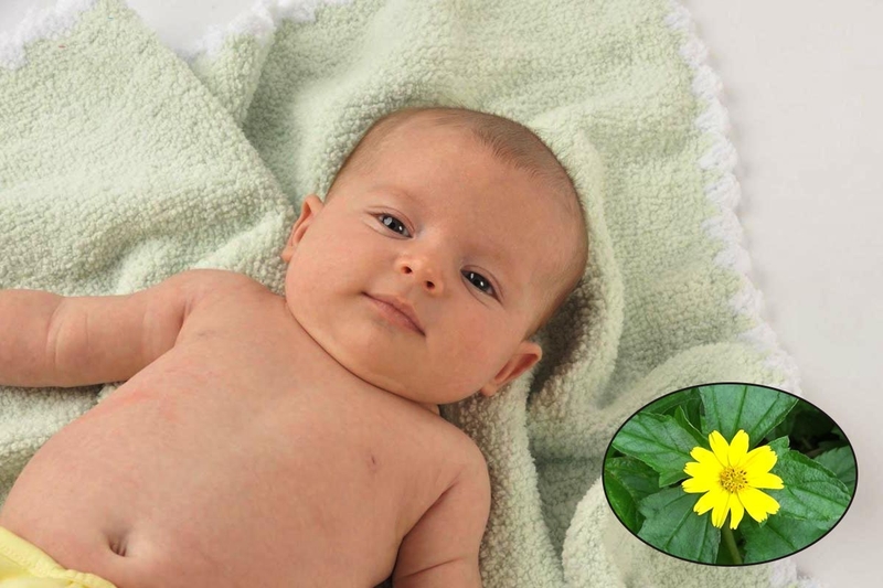 Cây sài đất chữa viêm da cơ địa có tốt không? Cách thực hiện ra sao?1