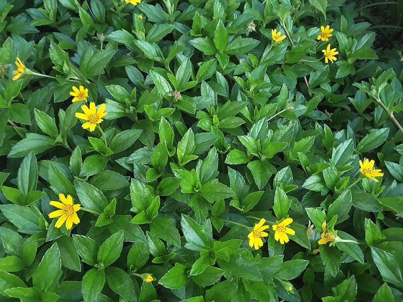 Cách dùng cây sài đất chữa viêm da cơ địa