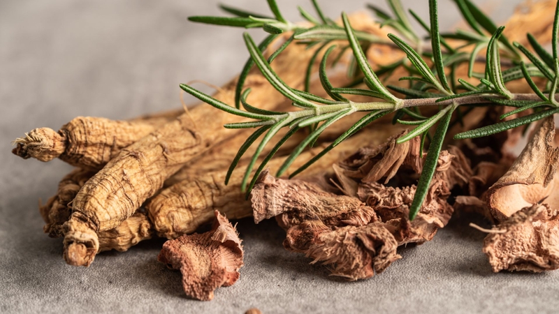 Có nhiều loại sâm đất phát triển ở Việt Nam