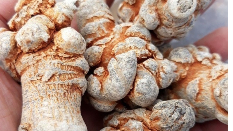 Tam thất bắc được biết đến là loại sâm ưa chuộng trong Đông y