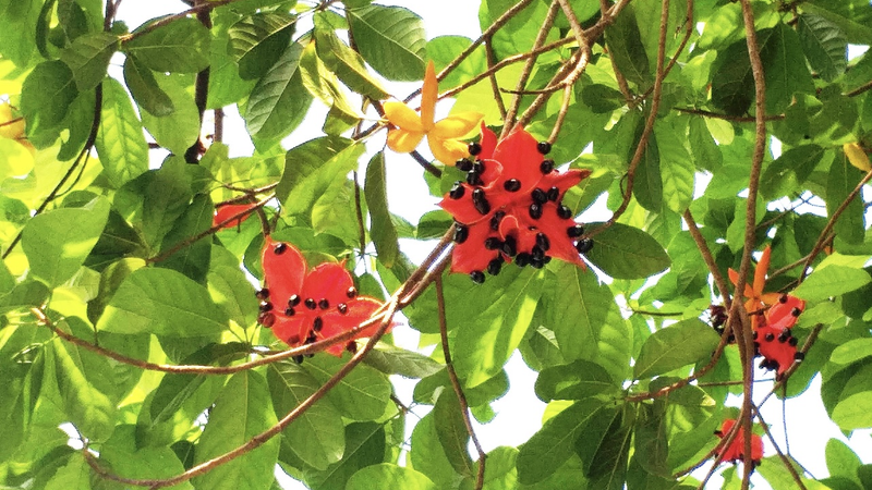 Cây sảng: Dược liệu dân gian dễ tìm và thân thiện với sức khỏe 1