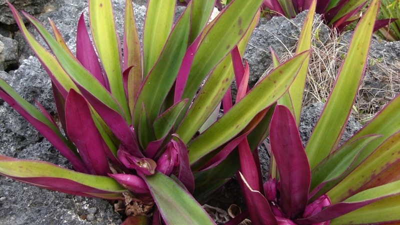 Cây sò huyết có tác dụng gì? Một số bài thuốc trị bệnh từ cây sò huyết 1