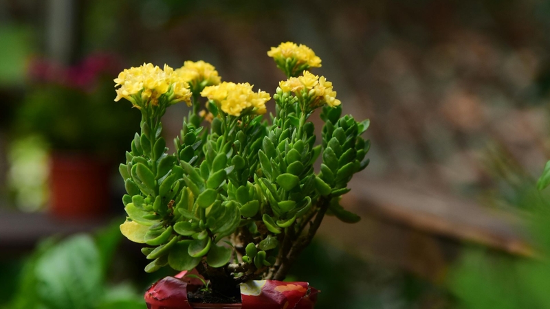 Cây sống đời là loại thực vật mọng nước thuộc họ Crassulaceae