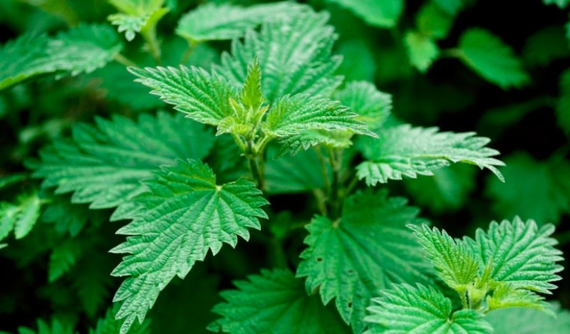 Cây tầm ma là gì? Công dụng chữa bệnh đối với sức khoẻ? 1