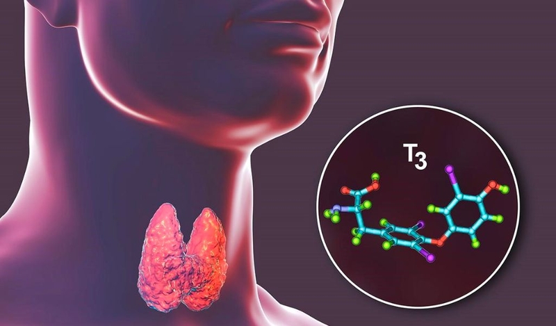 Cây tầm ma là gì? Công dụng chữa bệnh đối với sức khoẻ? 2