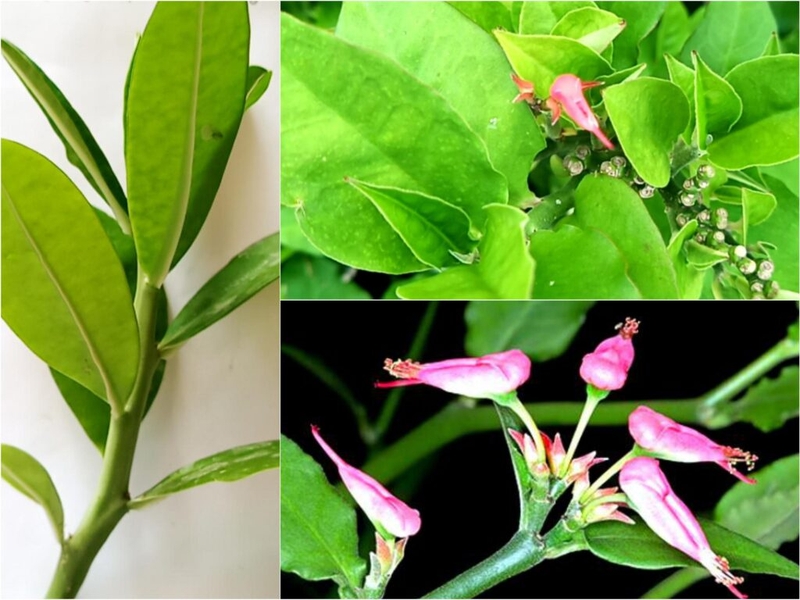 Cây thạch anh có độc không, có chữa ung thư được hay không 2