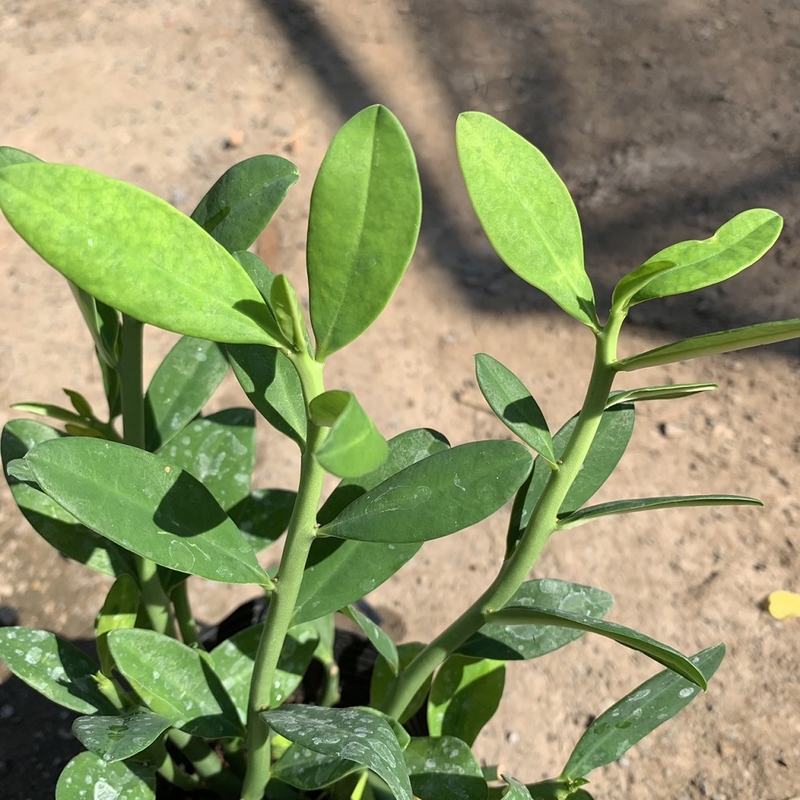 Cây thạch anh có độc không, có chữa ung thư được hay không 3