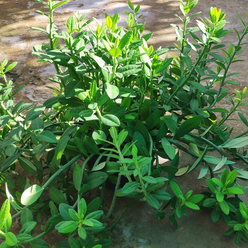 Cây thạch anh và cây đuôi chuột có gì giống và khác nhau 3