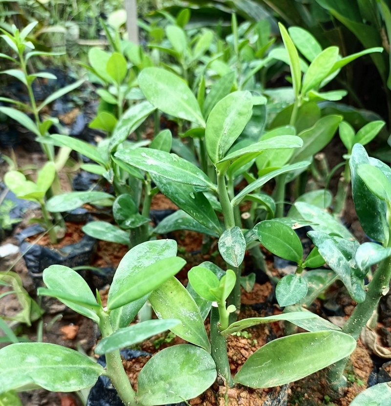 Cây thạch anh và khả năng trị bệnh trong các bài thuốc Y học cổ truyền 1