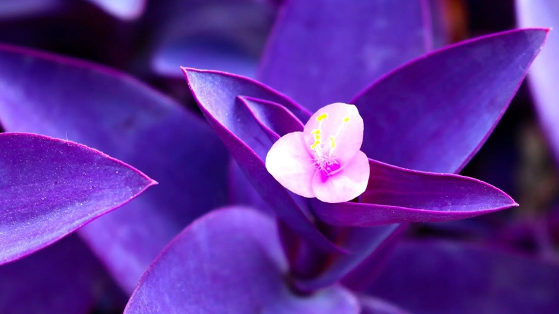 Cây thài lài tím thường được trồng để trang trí công viên, sân vườn,...