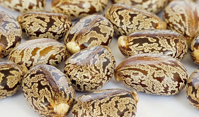 Cây thầu dầu chữa xương khớp: Thực hư công dụng và lưu ý khi dùng 2