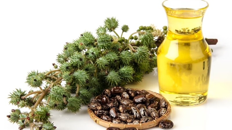 Cây thầu dầu chữa xương khớp: Thực hư công dụng và lưu ý khi dùng 3