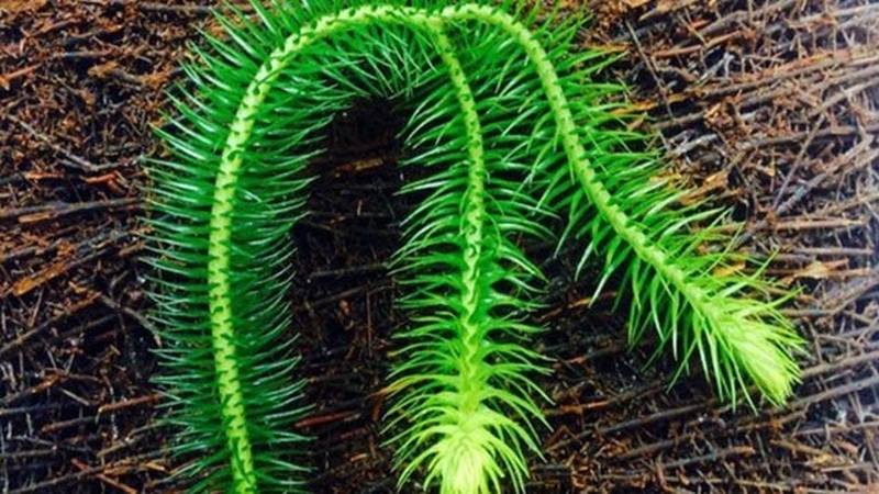 Bài thuốc dân gian: Cây thông đất chữa bệnh teo não, sa sút trí tuệ  1