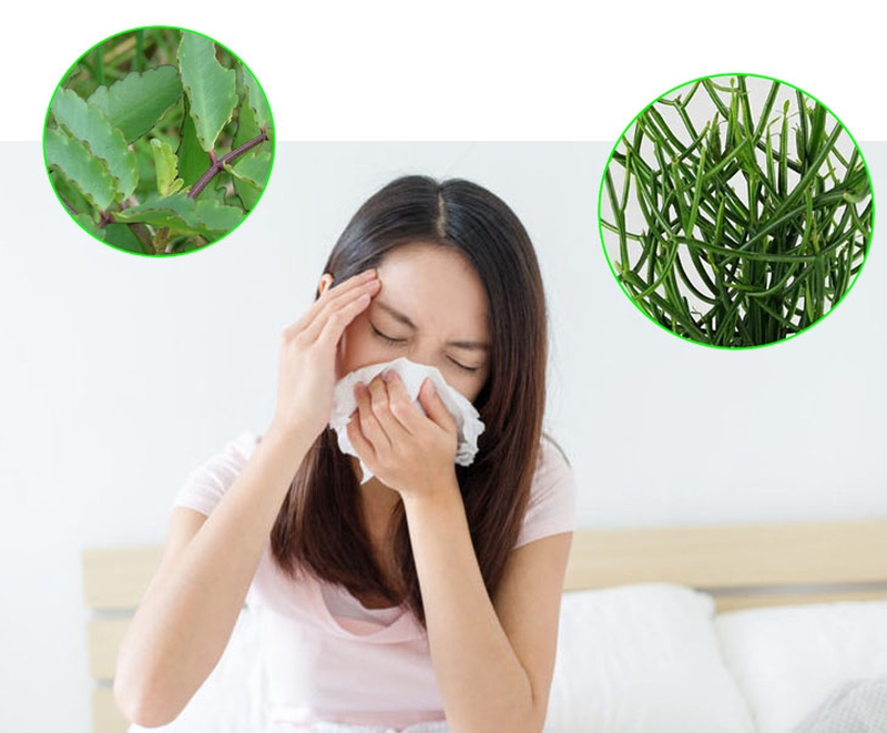 Dùng lá thuốc bỏng có tác dụng rất lớn trong việc điều trị các chứng bệnh xoang mũi