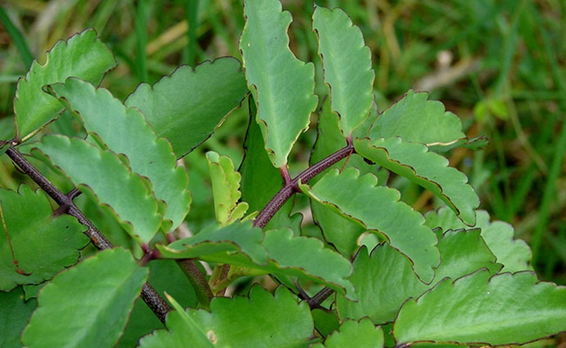 Cần lưu ý khi sử dụng lá thuốc bỏng để tránh gây nhiễm trùng cho vết thương