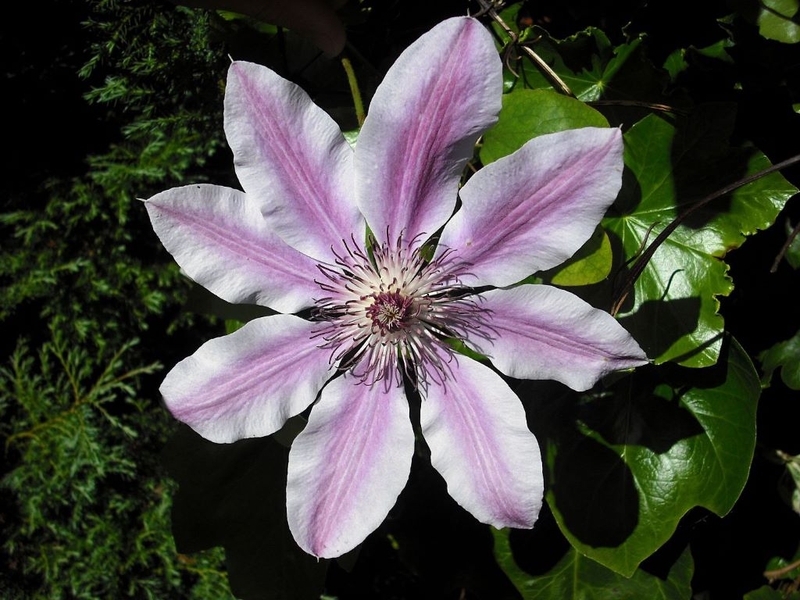 Cây thuốc Clematis là gì? Những lưu ý người dùng nên biết khi sử dụng Clematis 1
