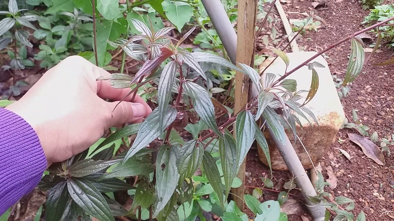 Cây thuốc dòi trị dạ dày có thật sự hiệu quả không? 2