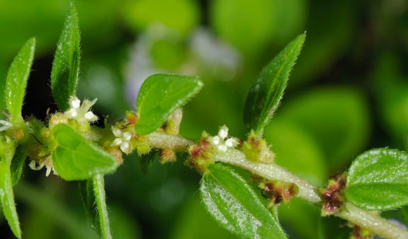 Cây thuốc dòi trị ung thư được không? Điều trị những bệnh gì? 1