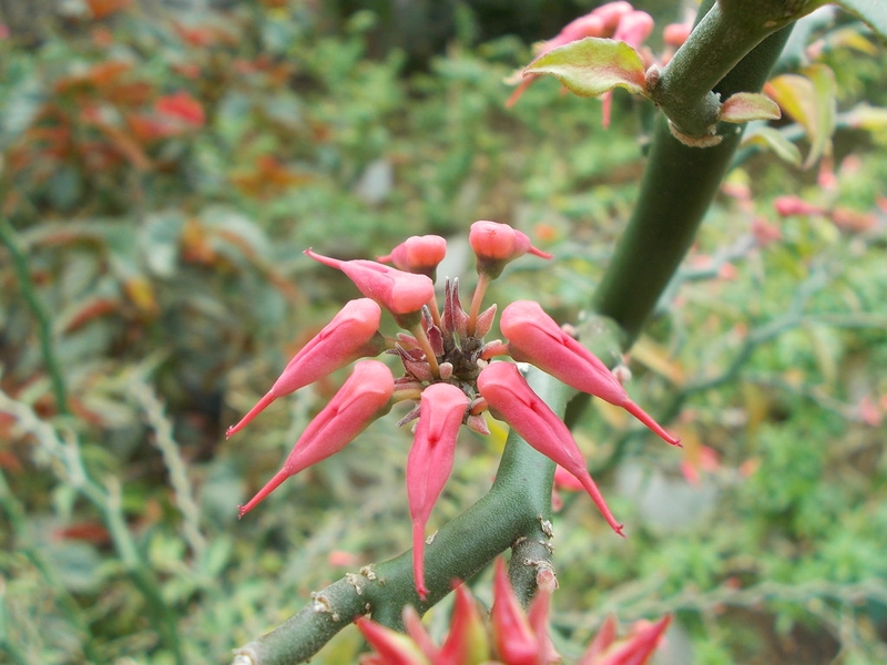 Cây thuốc giấu là gì Tác dụng của cây thuốc giấu 3