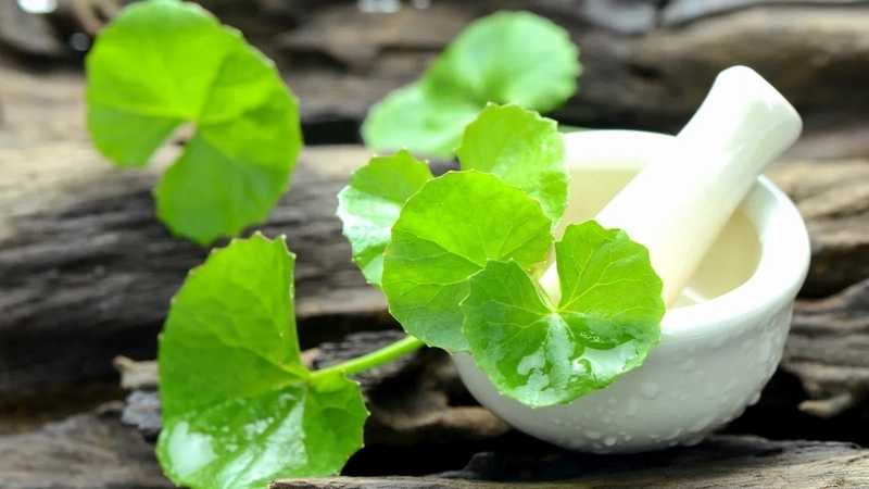 Cây thuốc nam uống đẹp da bạn cần biết 3