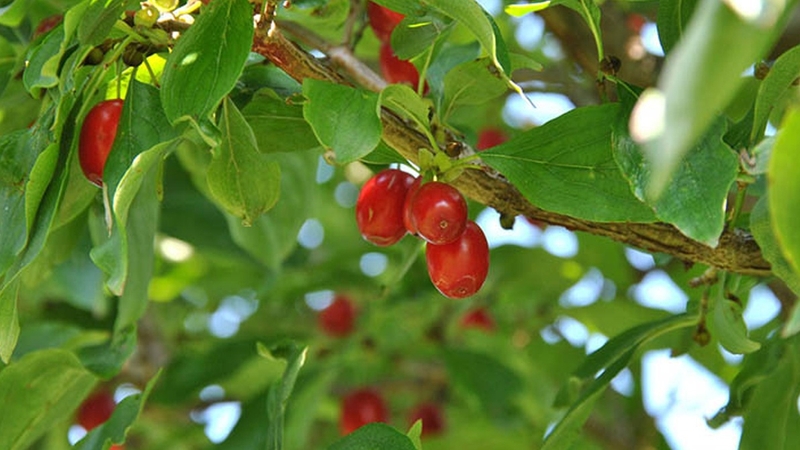 Gợi ý cây thuốc nam chữa bệnh ra mồ hôi nhiều 3