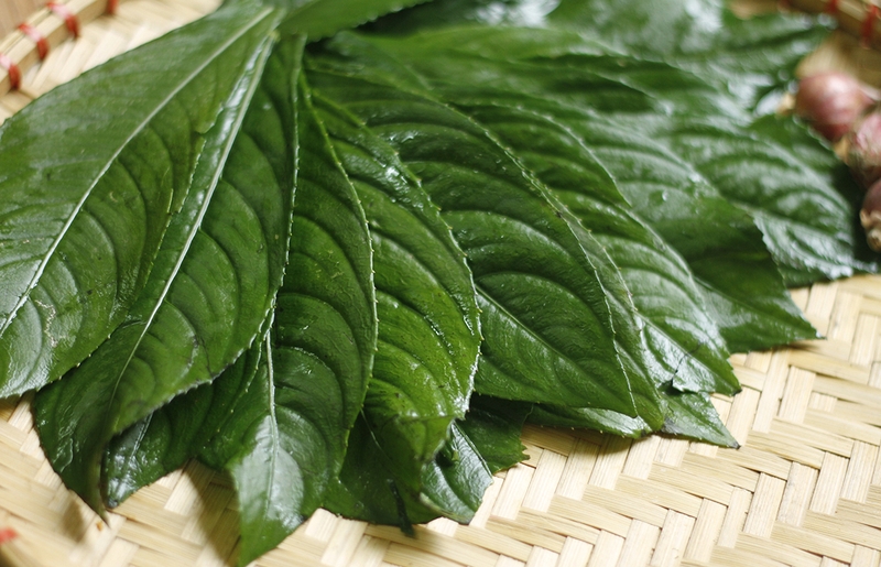 Cây thuốc nam chữa ho có đờm an toàn có thể làm ngay tại nhà 3