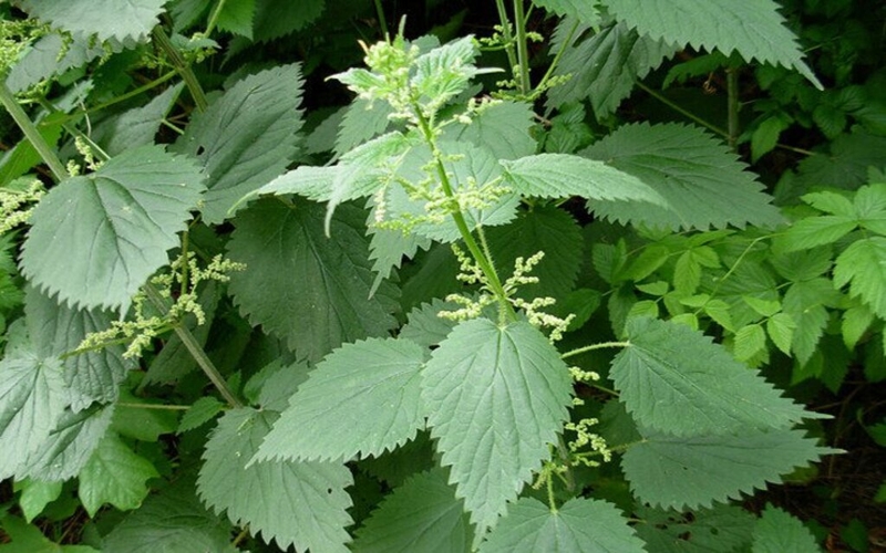 Cây thuốc nam chữa u tuyến giáp: Công dụng và nguyên tắc sử dụng 3