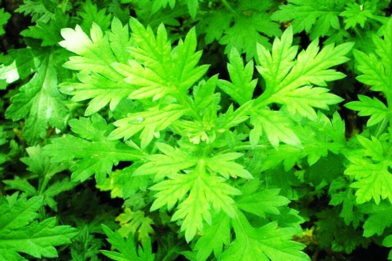 [ HƯỚNG DẪN ] dùng cây thuốc nam trị thoái hóa cột sống tại nhà 1