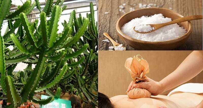 [ HƯỚNG DẪN ] dùng cây thuốc nam trị thoái hóa cột sống tại nhà 2