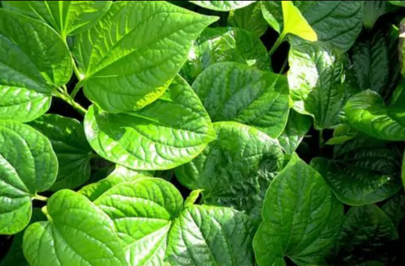 [ HƯỚNG DẪN ] dùng cây thuốc nam trị thoái hóa cột sống tại nhà 3