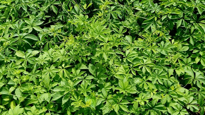 Cây thuốc quanh ta: Giảo cổ lam hạ đường huyết 1