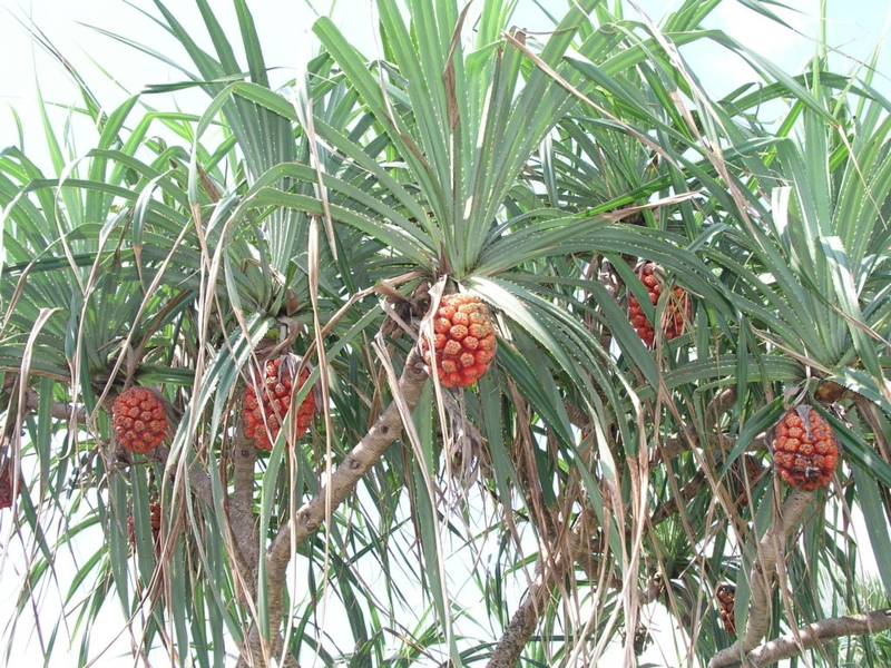 Cây thuốc trị sỏi thận hiệu quả 4