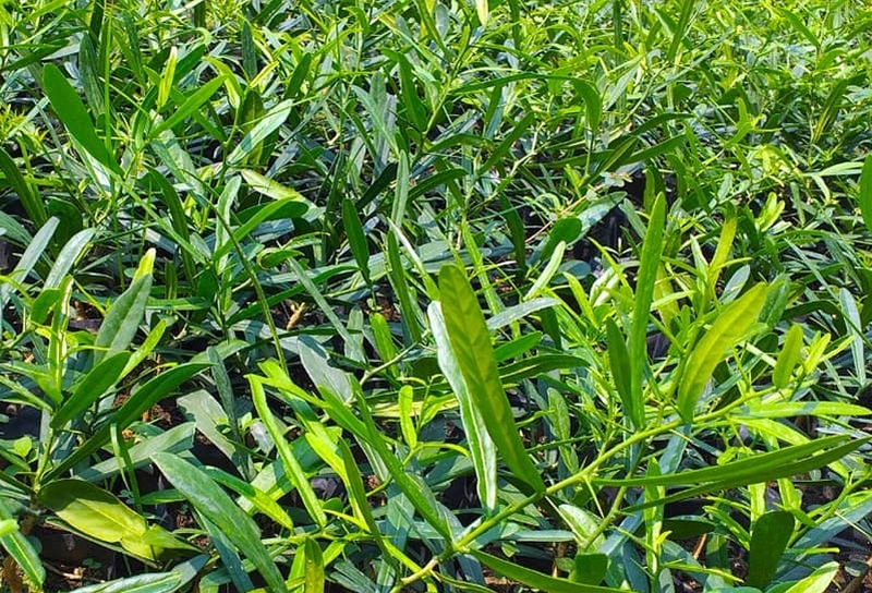 Cây xáo tam phân là một loài thân bụi cây gỗ, dạng dây leo