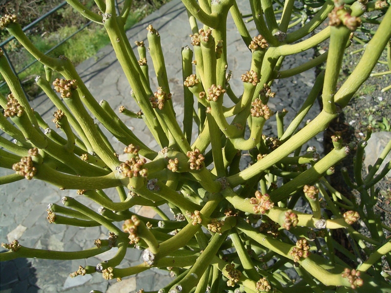 Cây thuốc xông trị viêm xoang hiệu quả 3