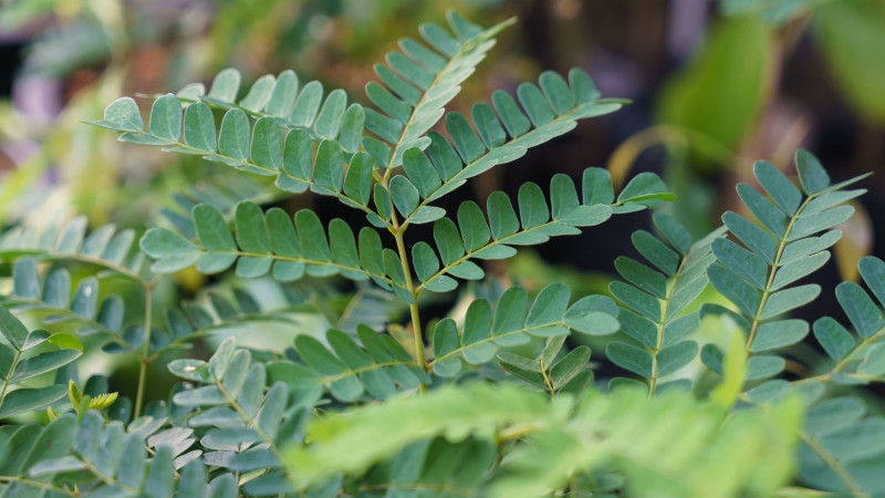 Cây Tô mộc là loại cây gì?