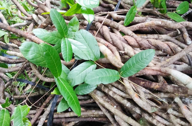 Cây tơm trơng là gì? Công dụng và lưu ý khi sử dụng - 1