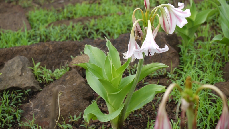 Cây trinh nữ hoàng cung và những tác dụng đối với sức khỏe 1