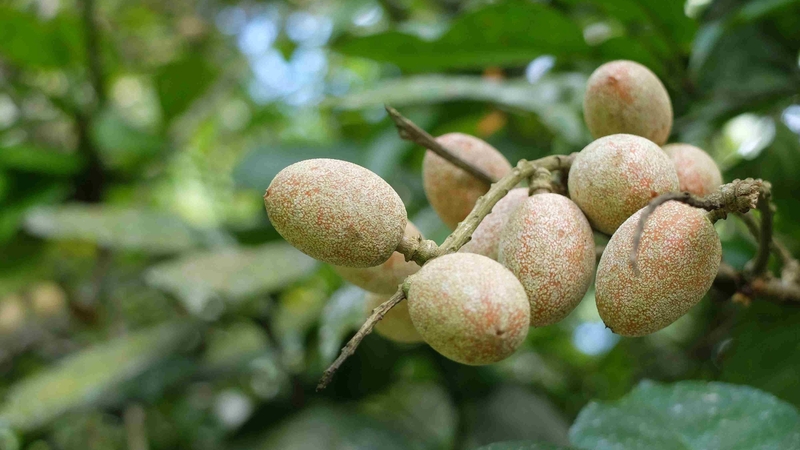 Cây trứng cuốc có tác dụng gì? Một số bài thuốc chữa đau nhức xương khớp 1