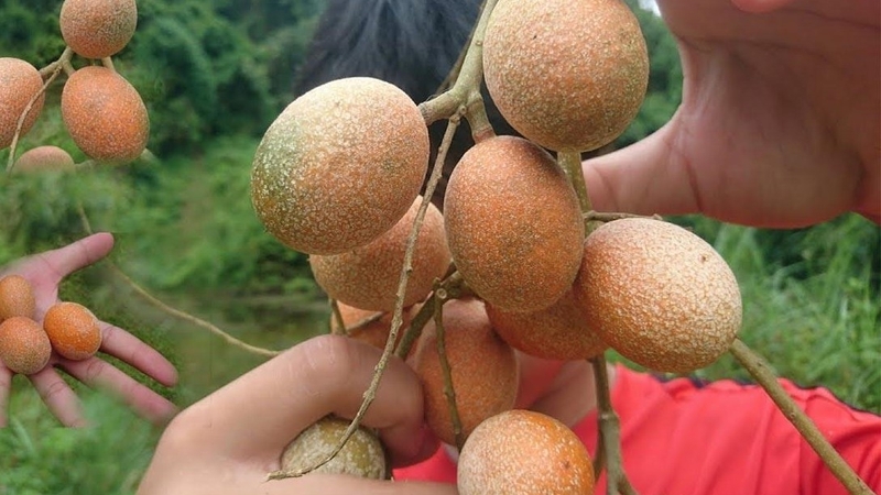 Cây trứng cuốc có tác dụng gì? Một số bài thuốc chữa đau nhức xương khớp 2